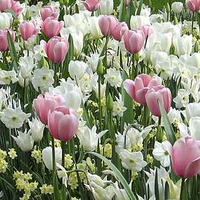 Sweet Dreams Bulb Mix