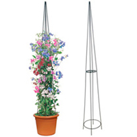 Sweet Pea Obelisk