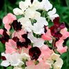 Sweet Pea Plants - Athena