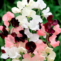 Sweet Pea Plants - Athena