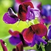 Sweet Pea Plants - Cupani
