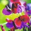 Sweet Pea Plants - Cupani (Species type)