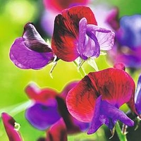 Sweet Pea Plants - Cupani (Species type)