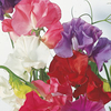 Sweet Pea Plants - Giant Waved Mixed