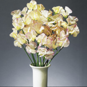 Sweet Pea Plants - High Scent