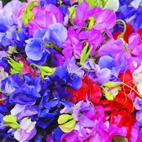 Sweet Pea Plants - Long Stem Mix (Spencer type)