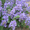 Sweet Pea Plants - Lord Anson