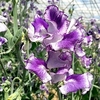 Sweet Pea Plants - Night Sky
