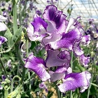 Sweet Pea Plants - Night Sky