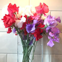 Sweet Pea Plants - Patriotic Mix (Spencer type)