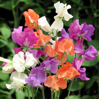 Sweet Pea Plants - Pinata