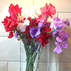 Sweet Pea Plants - Remembrance Mixed