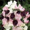 Sweet Pea Plants - Star Crossed Lovers