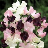Sweet Pea Plants - Star Crossed Lovers