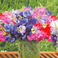 Sweet Pea Plants - Supremo Mix