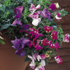 Sweet Pea Plants - Sweetie Mix