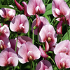 Sweet Pea Plants - Tingitanus Roseus