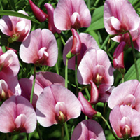 Sweet Pea Plants - Tingitanus Roseus