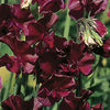 Sweet Pea Seeds - Beaujolais