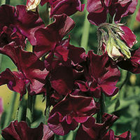 Sweet Pea Seeds - Beaujolais