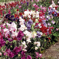Sweet Pea Seeds - Bounce Mixed