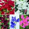 Sweet Pea Seeds - Collection