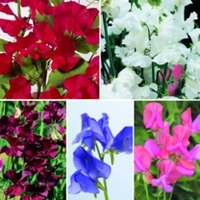 Sweet Pea Seeds - Collection