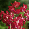 Sweet Pea Seeds - Elegance Lipstick