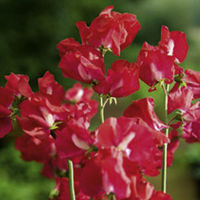 Sweet Pea Seeds - Elegance Lipstick