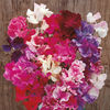 Sweet Pea Seeds - Horizon Mixed