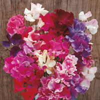 Sweet Pea Seeds - Horizon Mixed