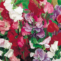 Sweet Pea Seeds - Jet Set Mixed