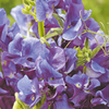 Sweet Pea Seeds - Patriotic Heritage Mix