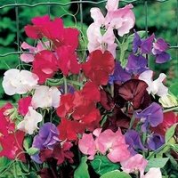 Sweet Pea Seeds - Rob