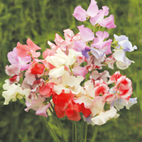 Sweet Pea Seeds - Showbench Mixed