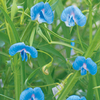 Sweet Pea Seeds - Tutankhamun