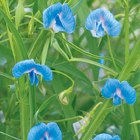 Sweet Pea Seeds - Tutankhamun