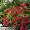 Sweet Pea Villa Roma Scarlet Plug Plants