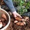 Sweet Potato Plants - Beauregard