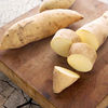 Sweet Potato Plants - Bonita