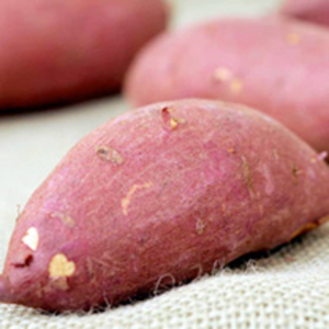 Sweet Potato Plants - Burgundy