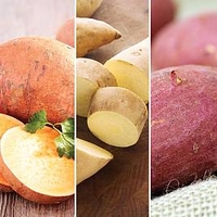 Sweet Potato Plants - Speciality Collection