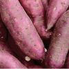 Sweet Potato Plants - Twin Pack