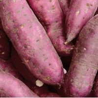 Sweet Potato Plants - Twin Pack