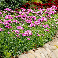 Sweet William Plant - Dash Magician