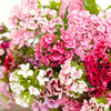 Sweet William Plants - Auricula-Eyed Mix