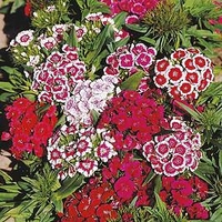 Sweet William Plants - Barbarini