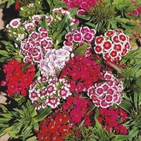 Sweet William Plants - Barbarini Mix