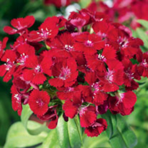 Sweet William Plants - Barbarini Red