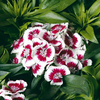 Sweet William Plants - Barbarini Red Picotee